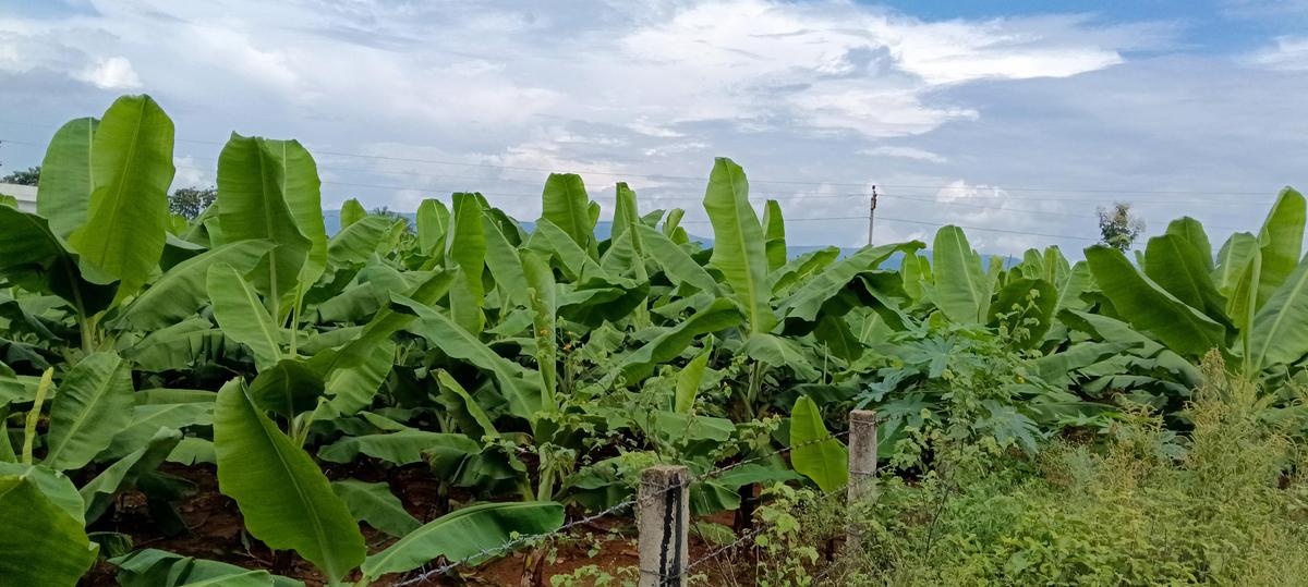 Banana plantation at Chitvel in Annamayya district. 