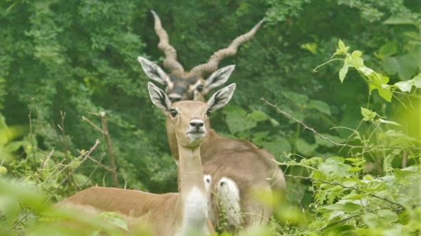 Andhra Pradesh launches first-ever blackbuck survey on Godavari islands 