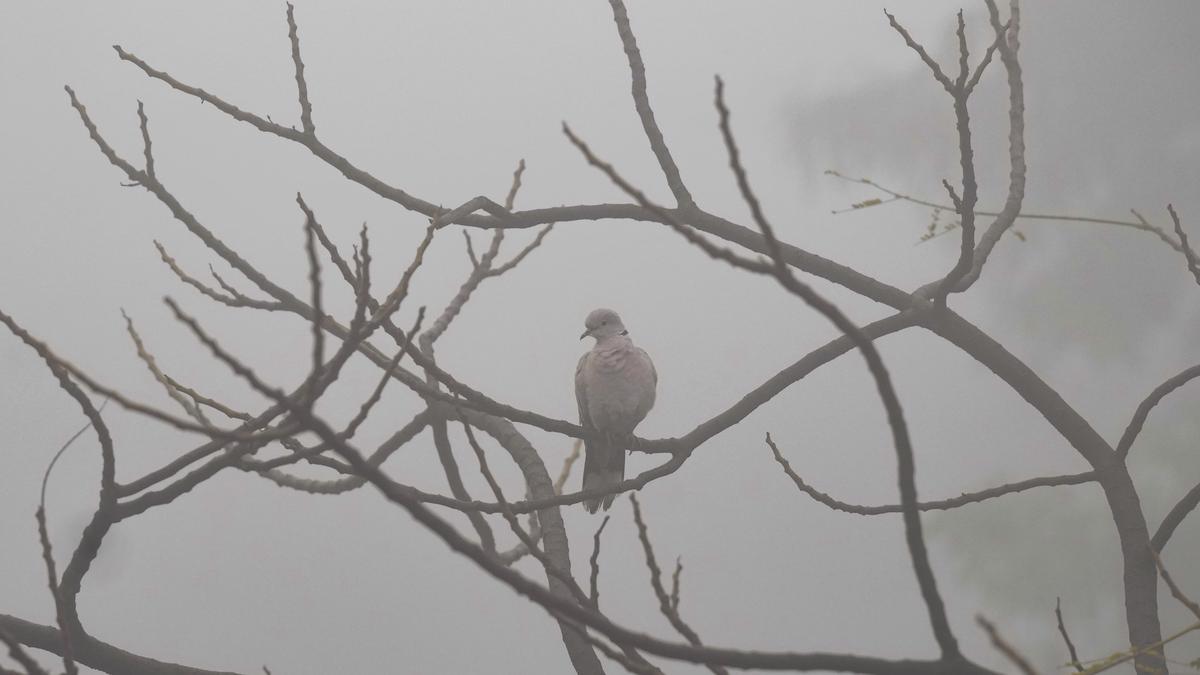 Thin layer of fog in Delhi, minimum temperature 11.4 degrees Celsius