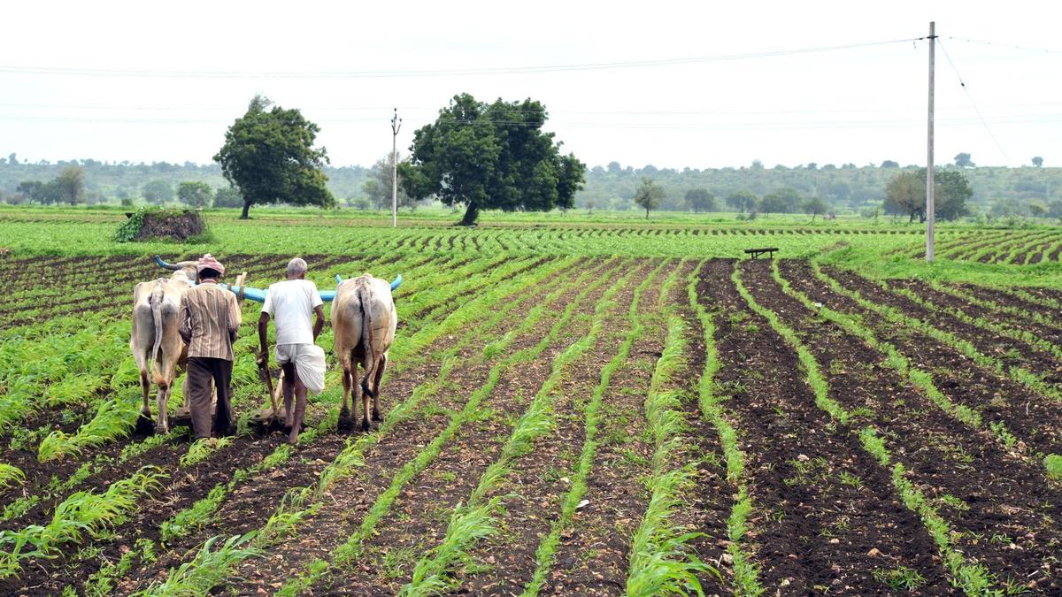 ₹63.16 crore crop loss compensation disbursed in Dharwad district of Karnataka