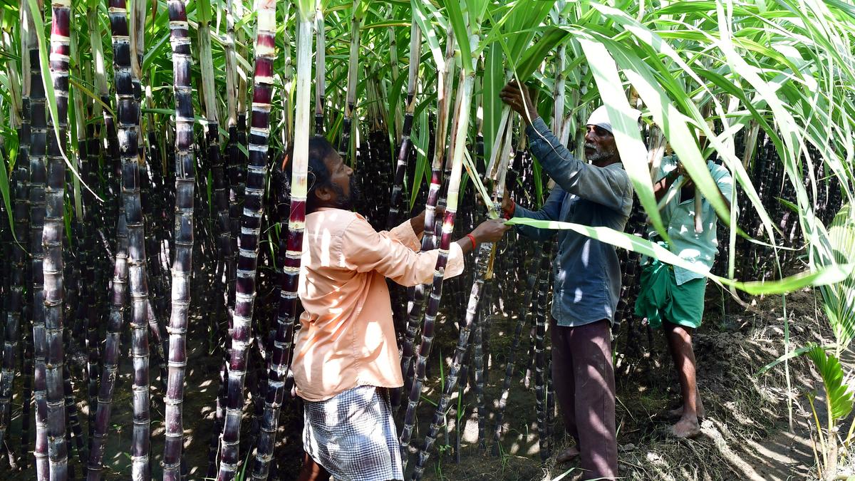 Dindigul farmers doubtful of cane procurement for gift hamper