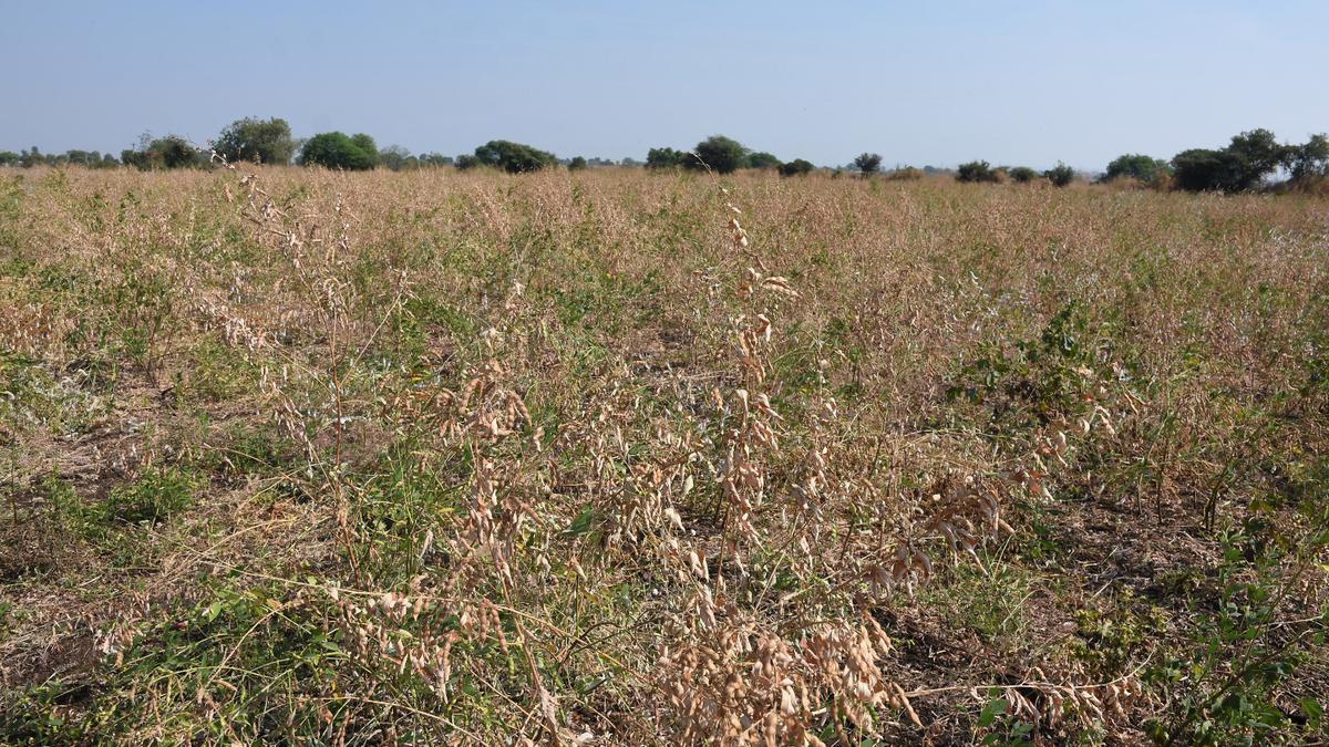 Wilt disease hits vast tracts of red gram crop in Kalaburagi, farmers in Karnataka in distress