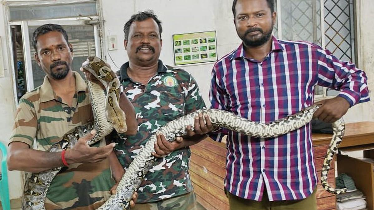 Reticulated python rescued from IIT-Madras campus and sent to Guindy Children’s Park