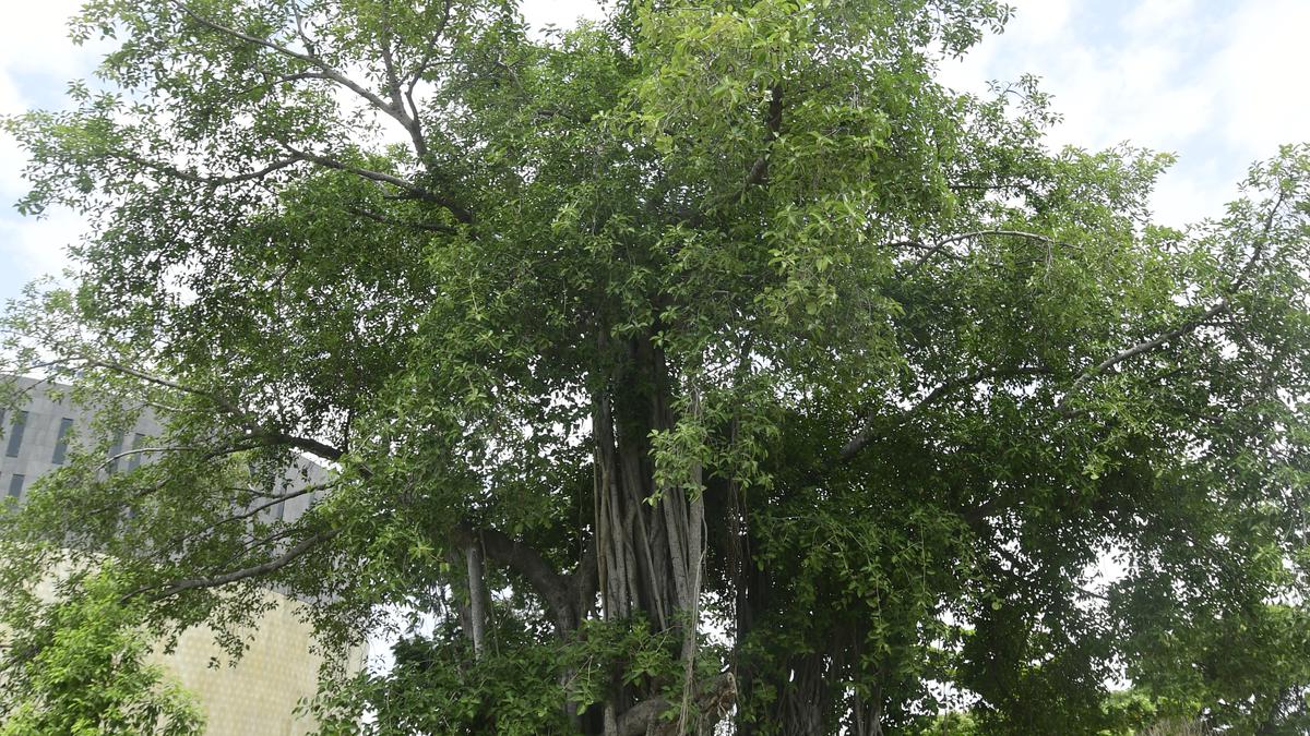 Sit under the iconic banyan trees of Madras