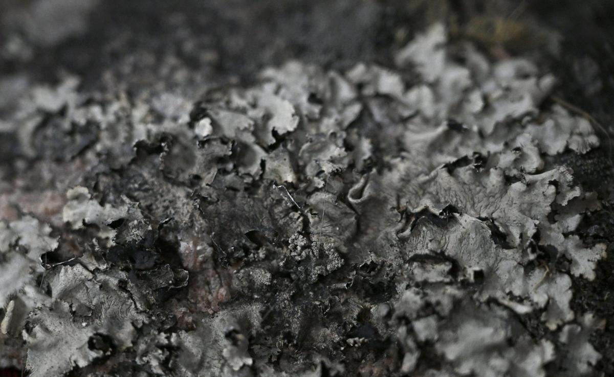 Parmotrema nilgherrense