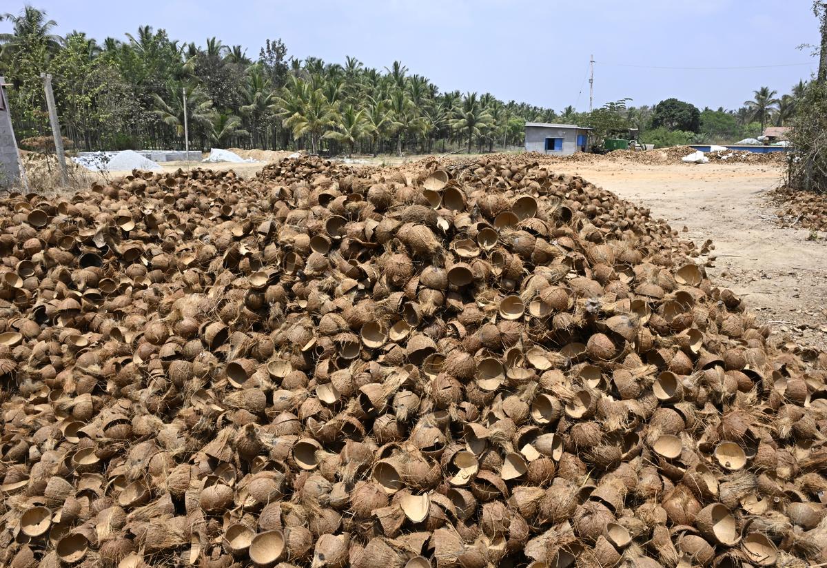 Coconut shell collected from the farmers which is used for handicraft and domestic purposes in Karnataka. 
