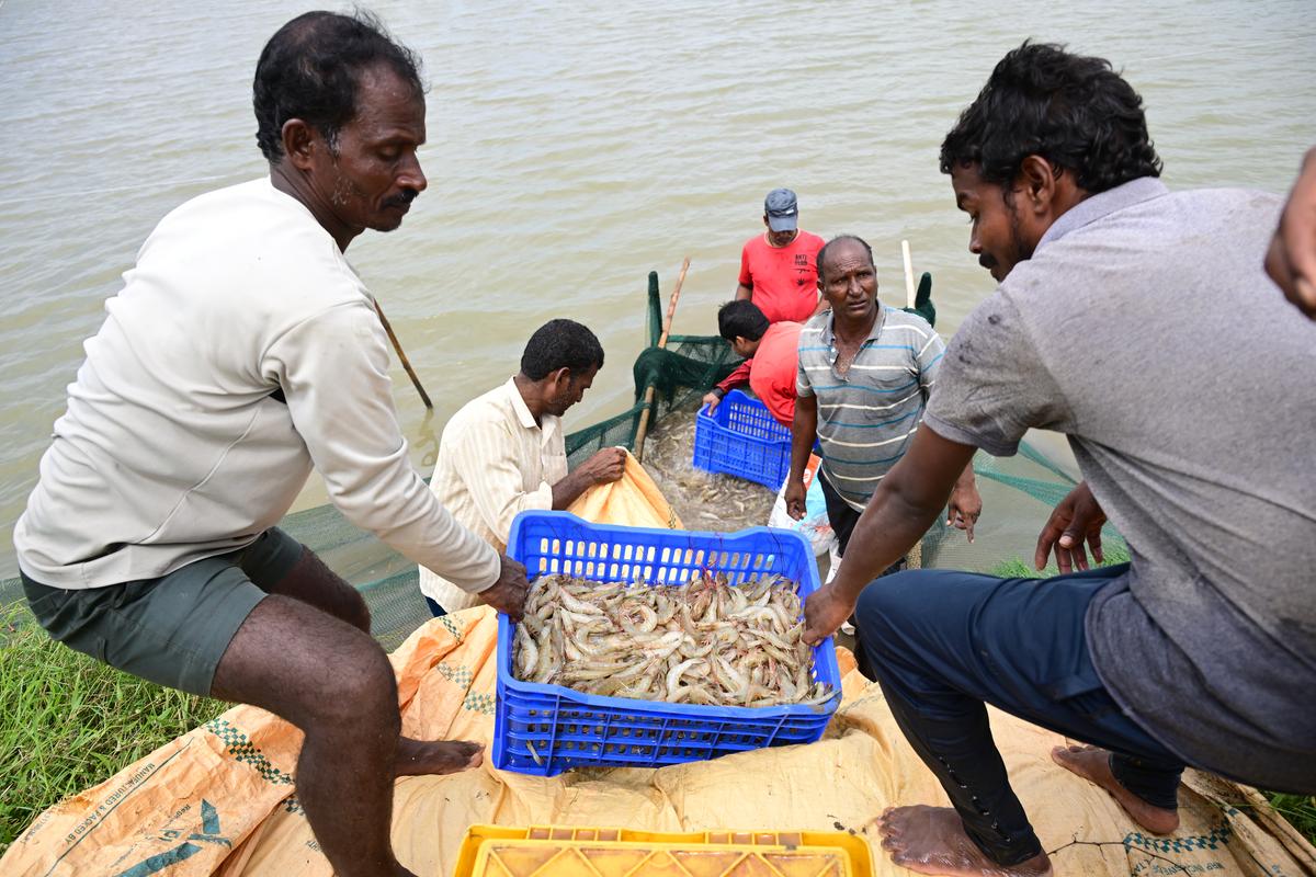 Labourers harvesting shrimp from a pond near Gollalakoderu village in West Godavari district.