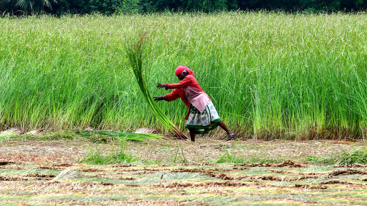 In Frames | Weaves of grass