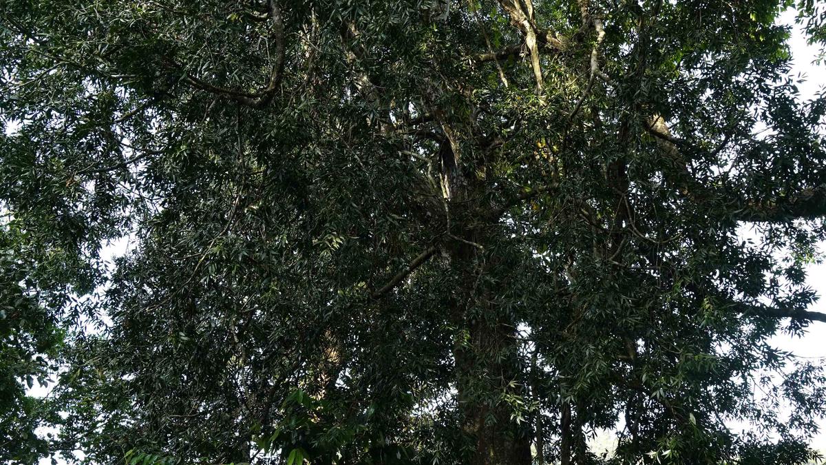 Rare tree species get conservation space at Goodrickal forests in Kerala