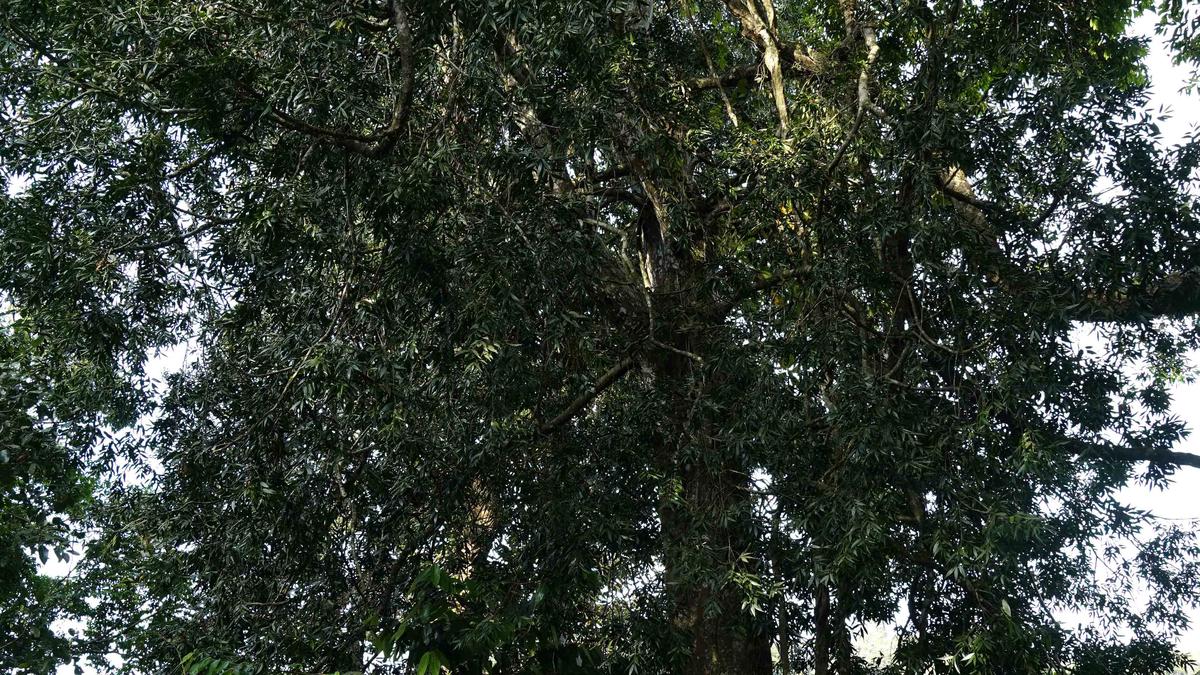 rare-tree-species-get-conservation-space-at-goodrickal-forests-in