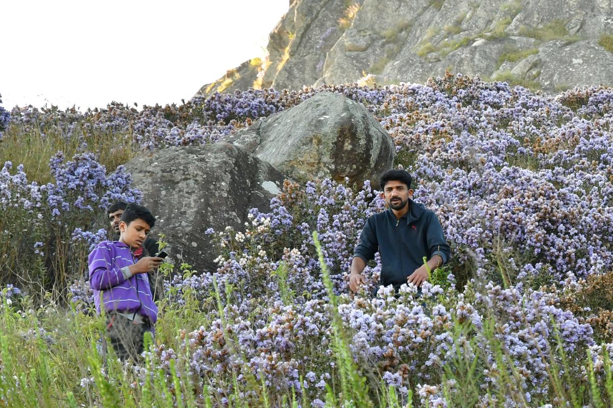 Kurunji flowers attract many tourists at Kalhatty slopes in Tamil Nadu 