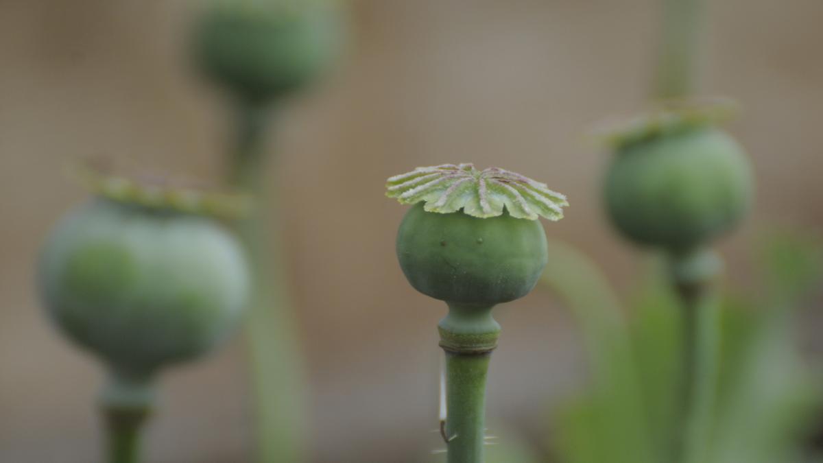 NAB, police raid poppy fields in Manipur