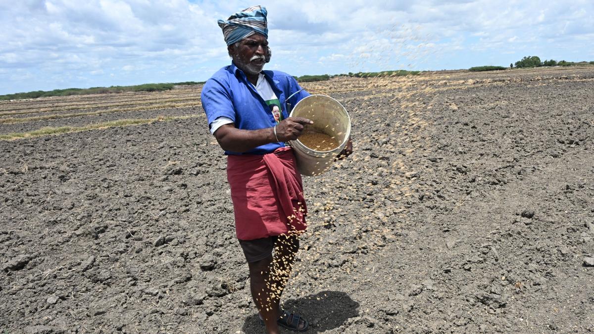 Delay in rainfall in Ramanathapuram slows down paddy seeds sowing process