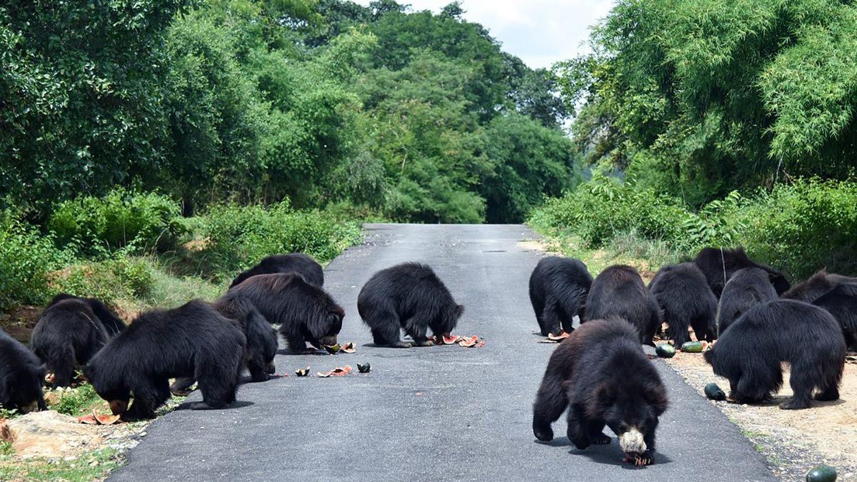 Bannerghatta’s Sloth Bear Rescue Centre completes 18 years 