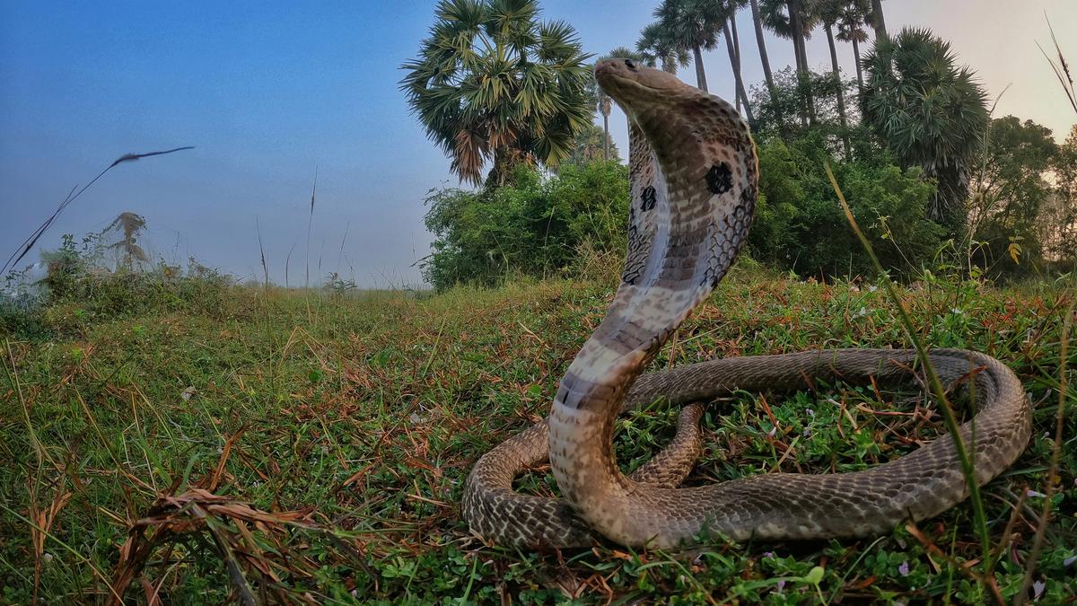 Supreme Court seeks Centre’s response on plea to make anti-venom for snakebite available at health centres, hospitals