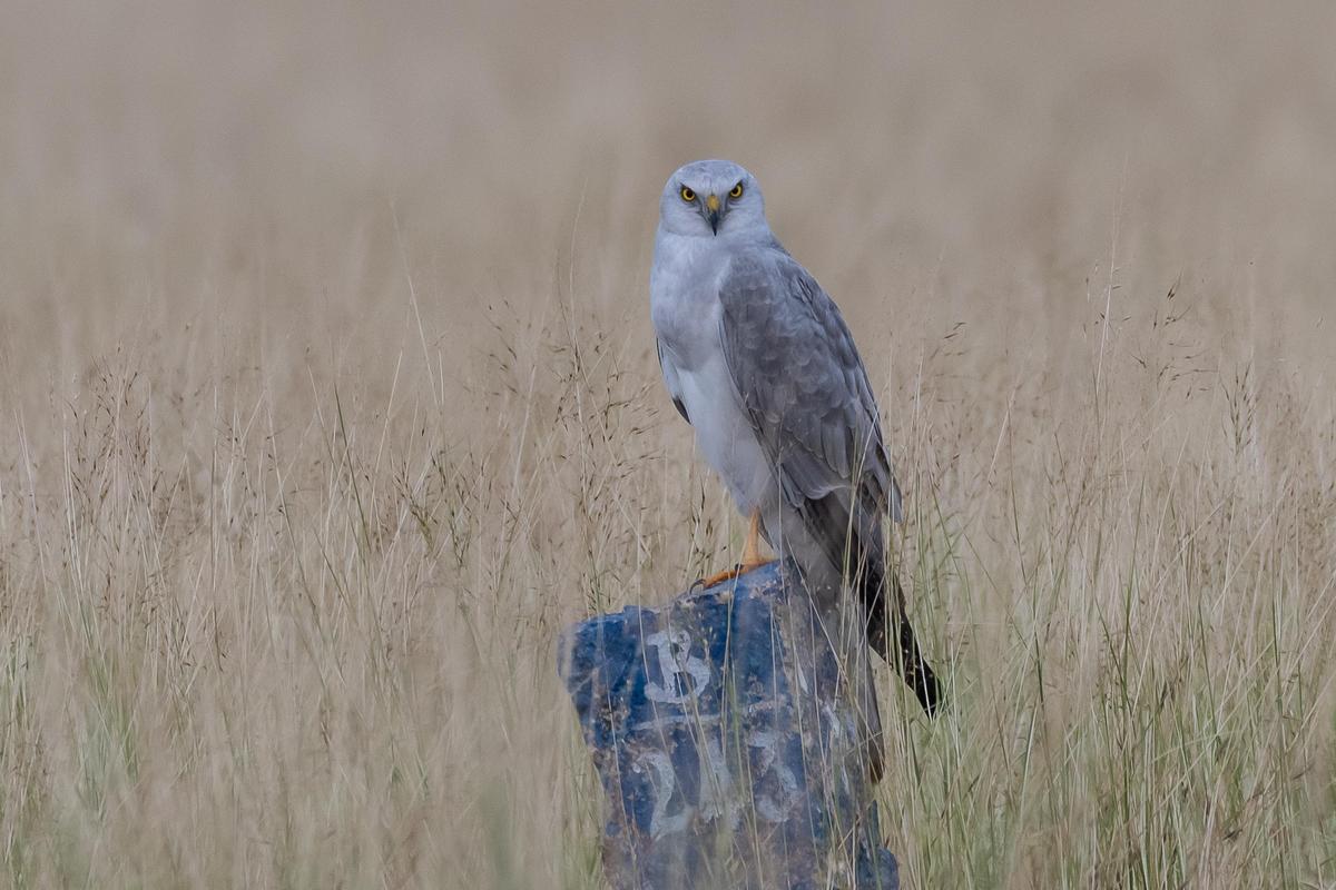 Harriers arrive with the onset of winter to shrinking grasslands - The Hindu