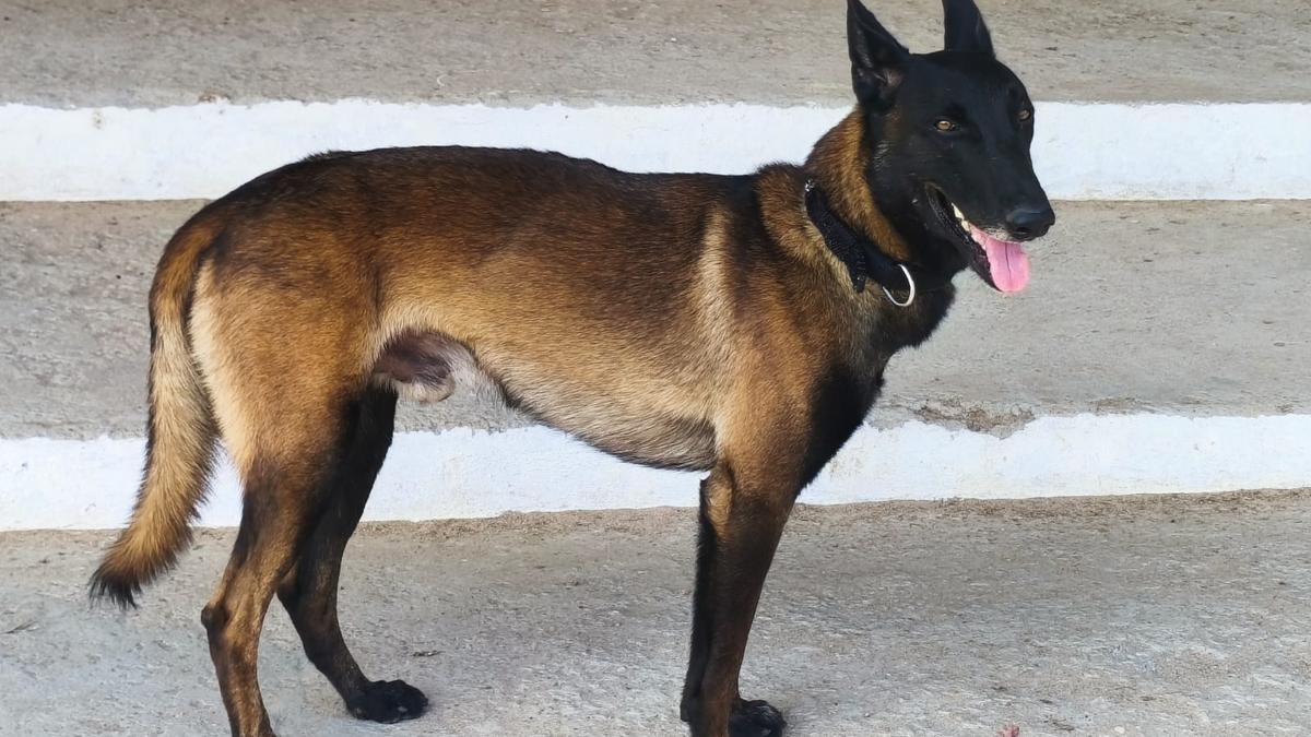 Two CID sniffer dogs join Cyberabad Police, K9 strength rises to 18