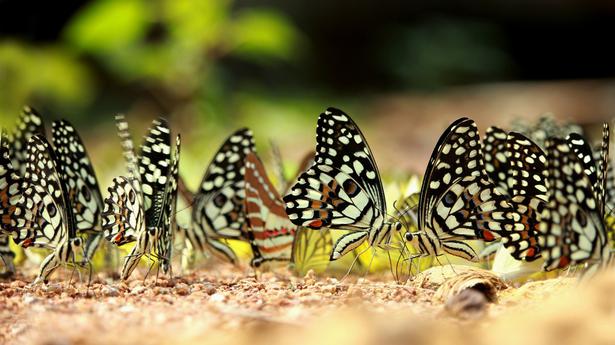 T.N. witnesses large-scale movement of Lime butterflies this year