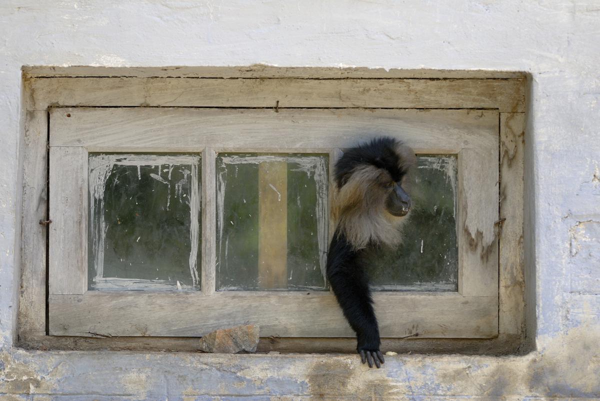 A Lion-tailed Macaque peeks out of a cracked window pane of a home in Valparai. Humans and macaques living in close quarters may often face competition for food resources; improper disposal of garbage often attracts macaques to human habitation, which may lead to raiding for
food; and non-monkey-proofed housing conditions create easy access for the macaques. 