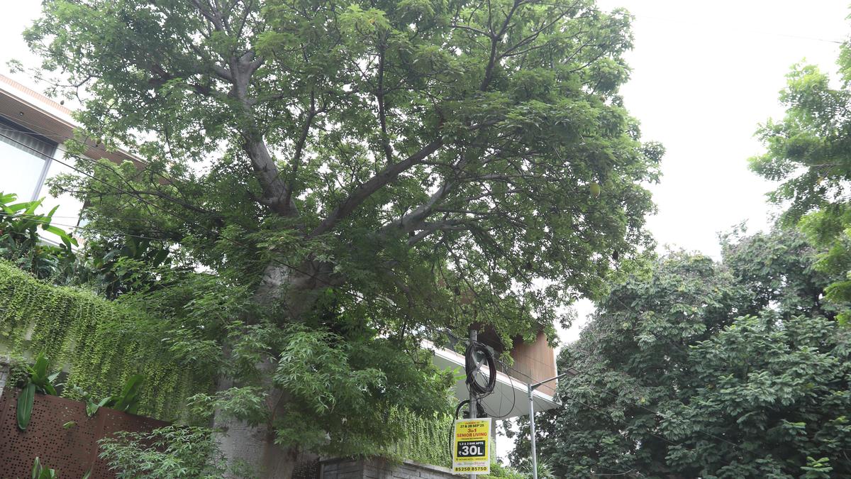 Introducing an old resident of West Mambalam