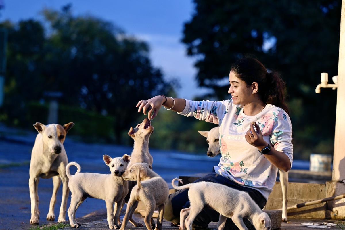 Bengaluru's stray dog feeding, microchipping plans hit roadblock - The Hindu