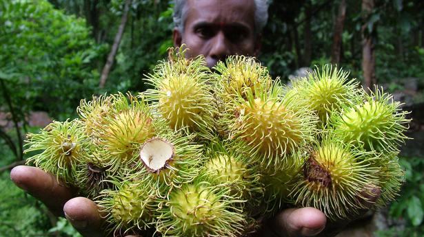 ‘Reconsider decision to close Kallar horticulture farm’: Nilgiri Documentation Center