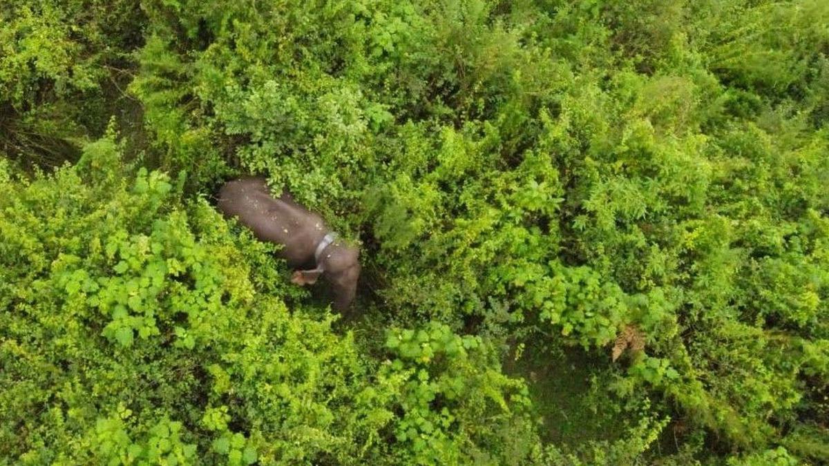 Translocated wild elephant being monitored