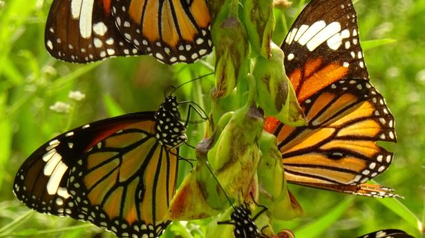 Over 100 butterfly species recorded on Pachamalai hills