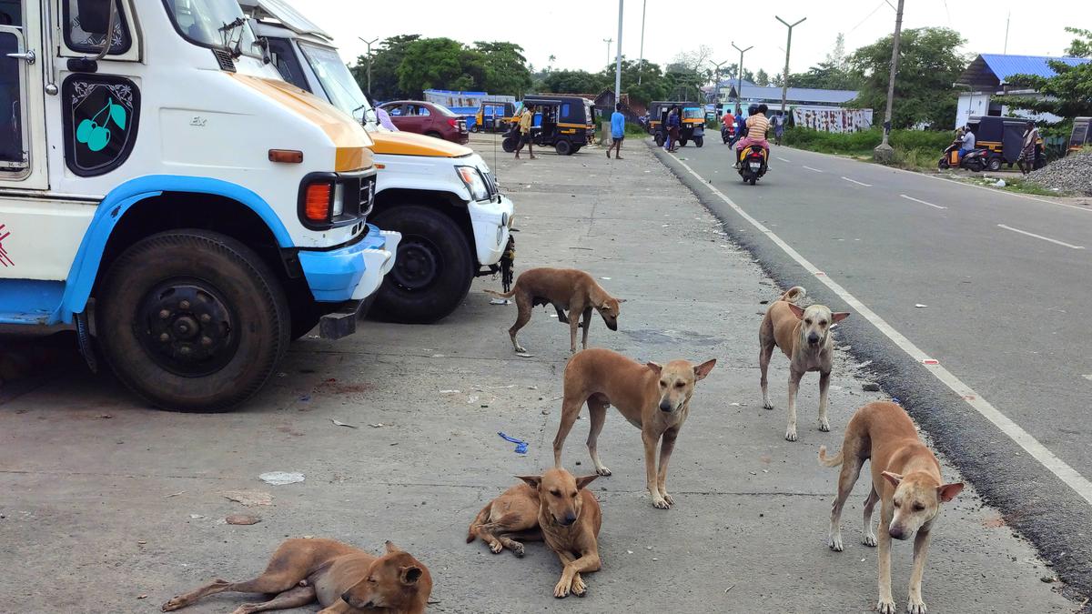 Supreme Court takes on board Kannur local body’s plea to euthanise ‘dangerous’ stray dogs