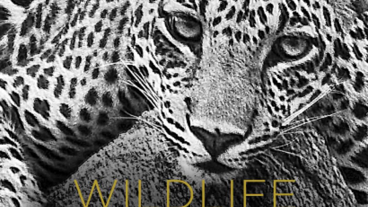 Review of Wildlife India@50: Wild encounters