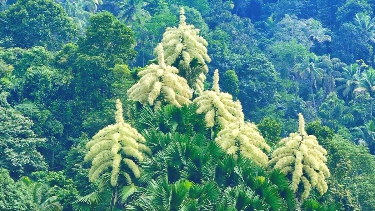 Rare Kodappana blooms in Idukki keep tourists riveted