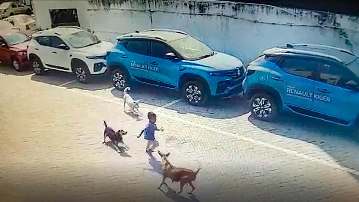 Four-year-old boy mauled to death by stray dogs in Hyderabad