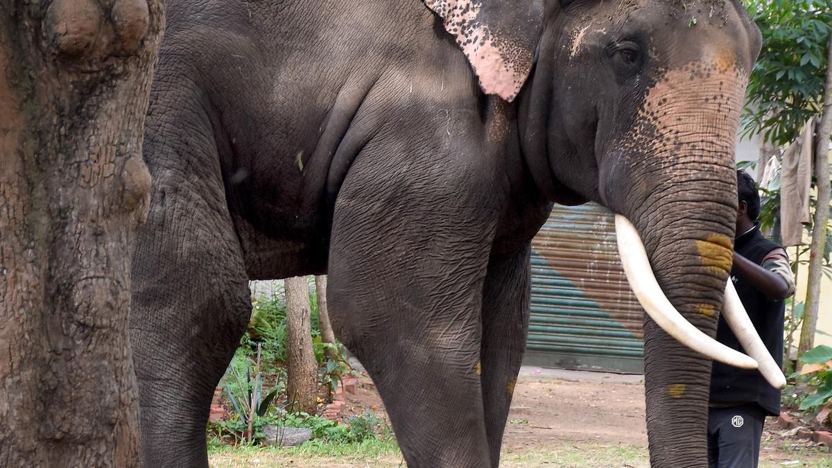 Dasara jumbo Ashwathama dies at Bheemanakatte
