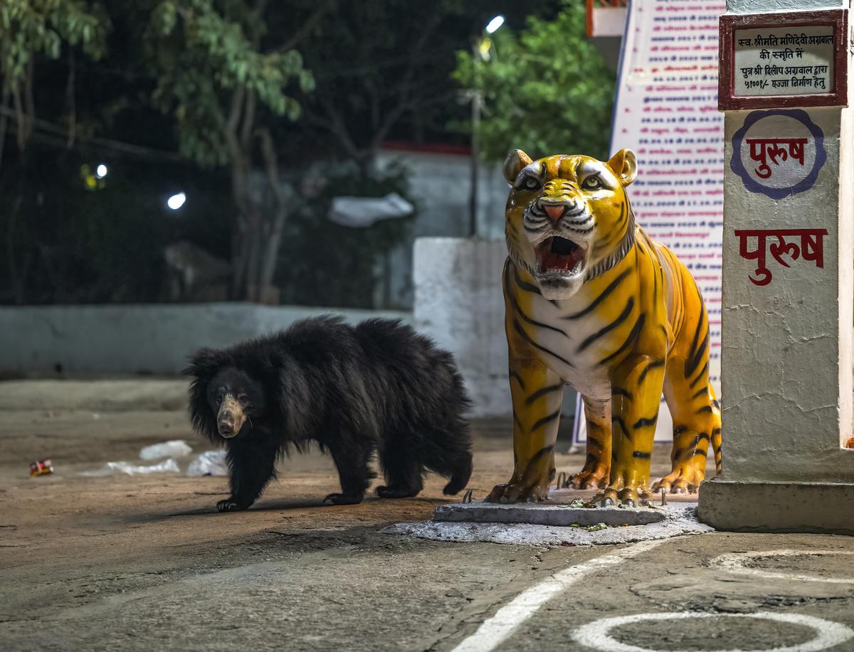 The Chandi Mata temple is visited by hundreds of devotees every day. Curiously, also by a set of wild Sloth Bears, who scavenge for food from the daytime devotee crowd. It has almost been a decade since Sloth Bears started visiting the temple, and till date, there has not been a single
recorded incident of human-bear conflict. 