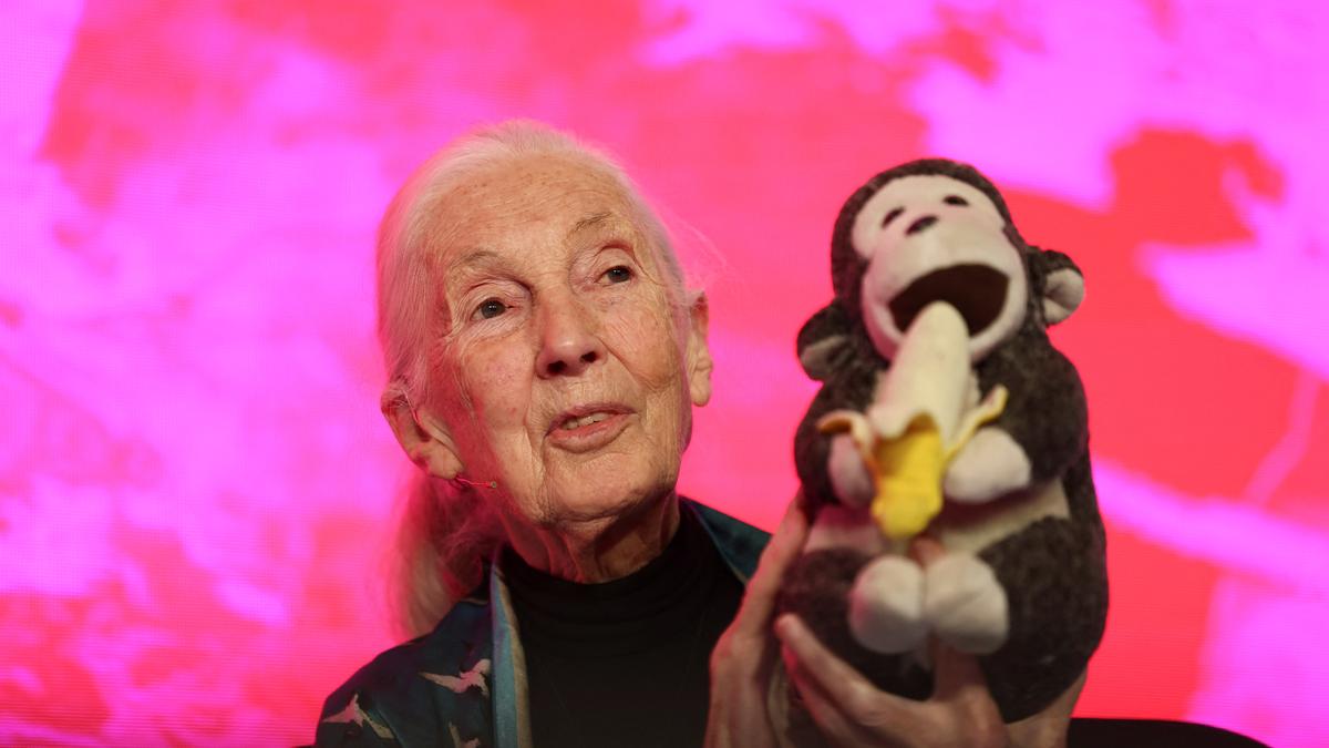Daily Quiz | On Jane Goodall
Premium