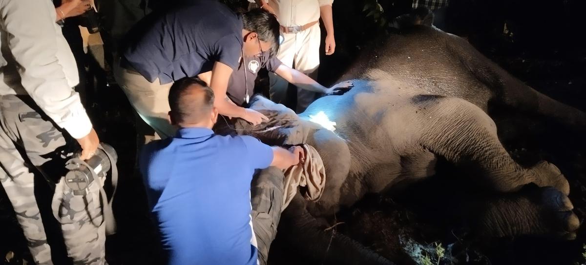 An elephant being treated by veterinarians. It died along with nine others. Photo: Special Arrangement