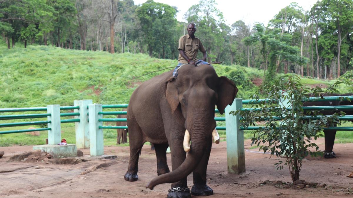 With one operation left to hit a century, celebrated kumki Kaleem of ATR retires at the age of 60