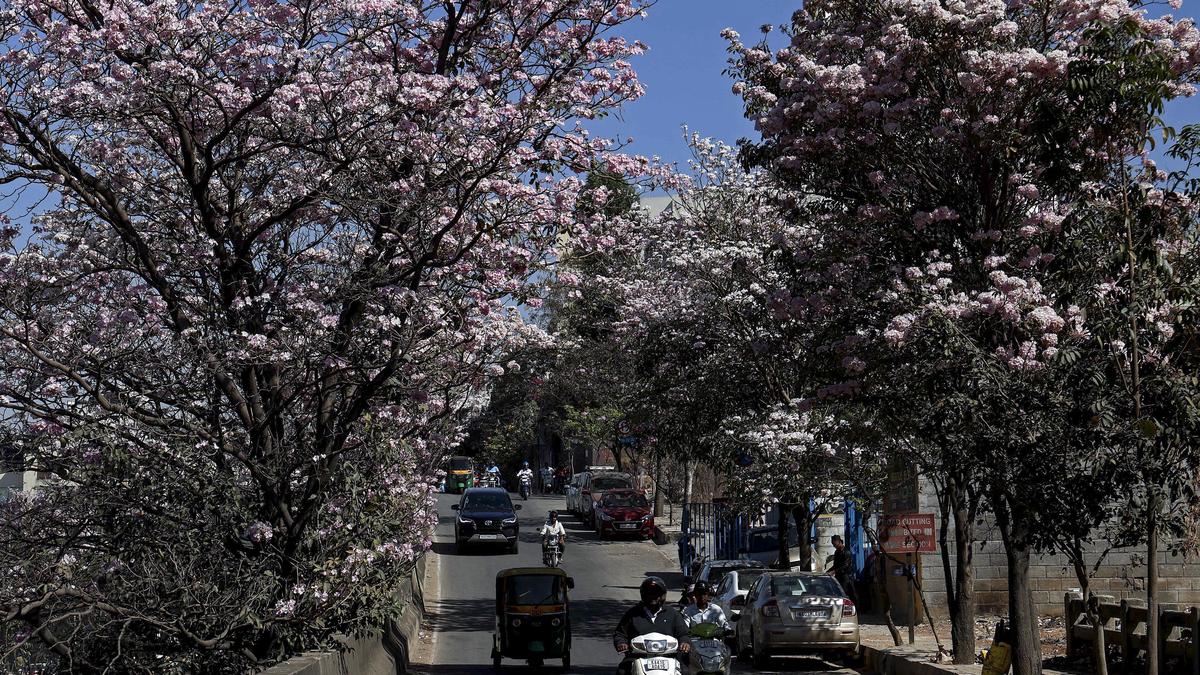 A map to guide you through Bengaluru’s pink Tabebuia bloom