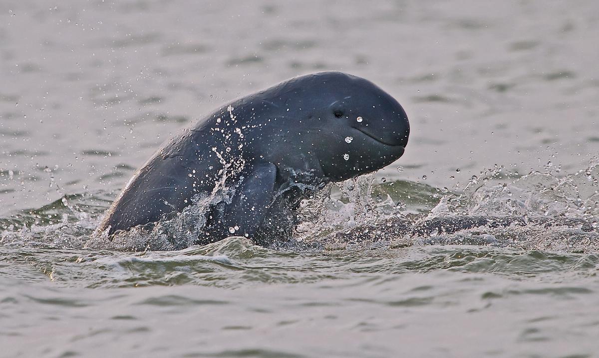 An Irrawaddy dolphin An Irrawaddy dolphin