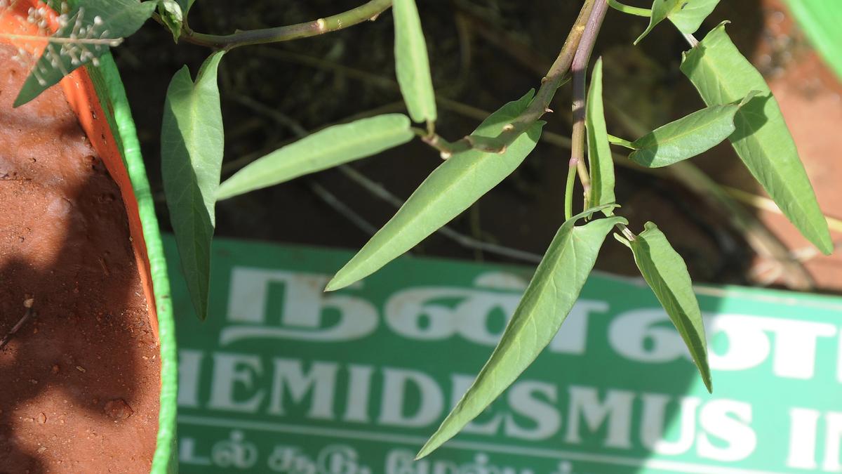 Geographical Indication tag sought for Kanniyakumari Nannari