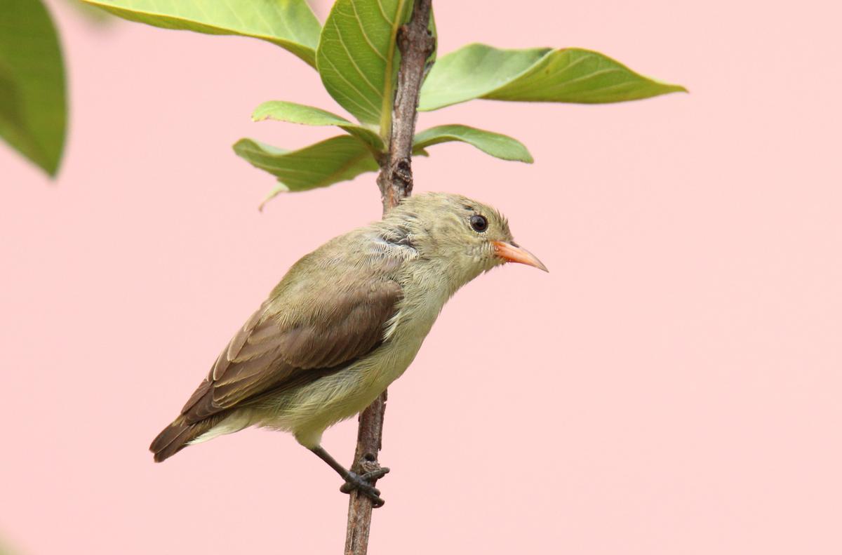 pale beaked flower