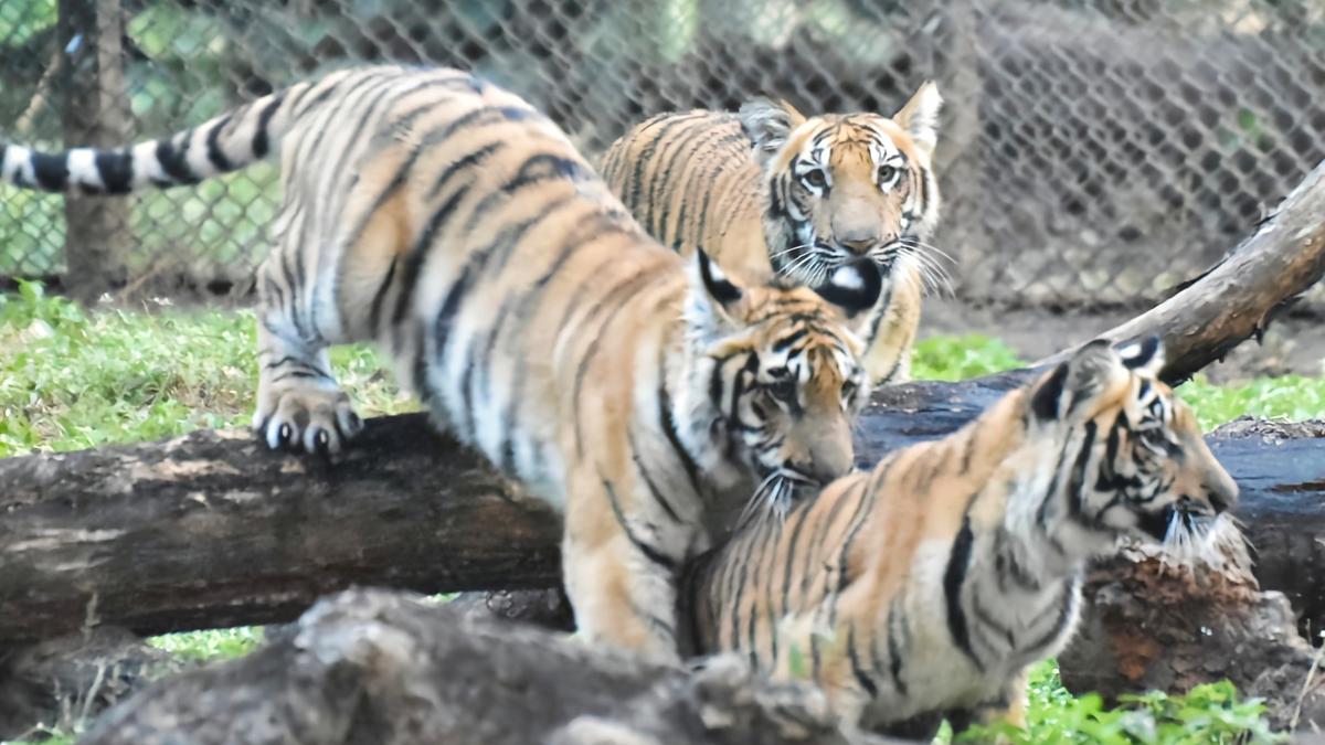 Three tiger cubs on display at Mysuru zoo