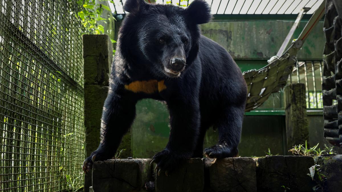 Hunters, conservationists join forces to protect Formosan black bear