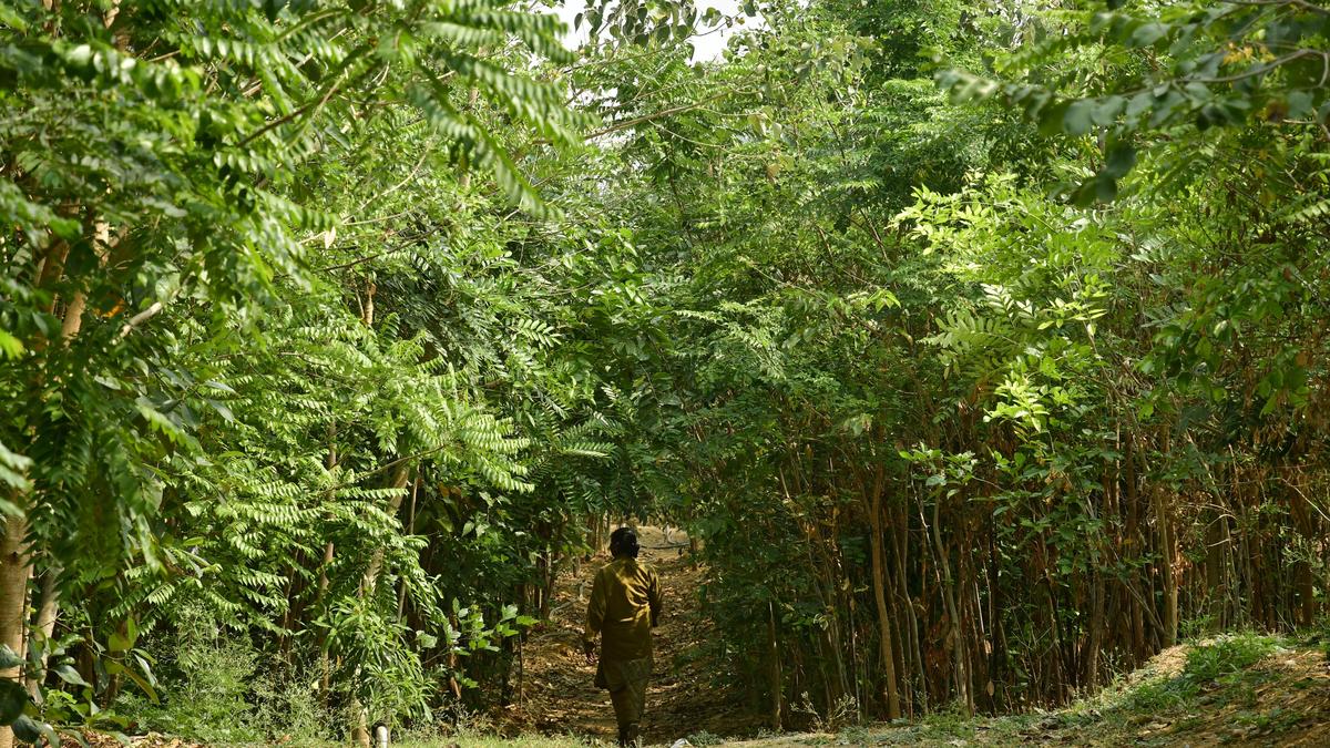 Big plans, big test for MCC as budget unveils infra push