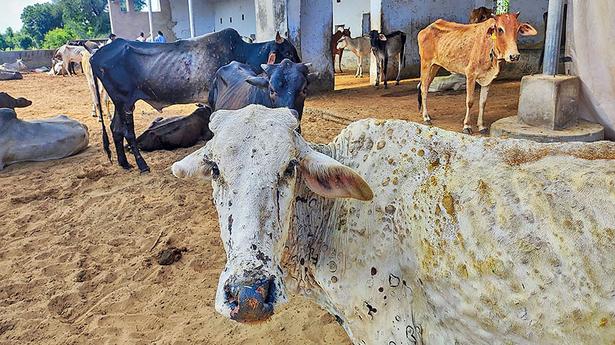Rajasthan BJP MLA brings cow to Assembly to draw attention towards lumpy skin disease