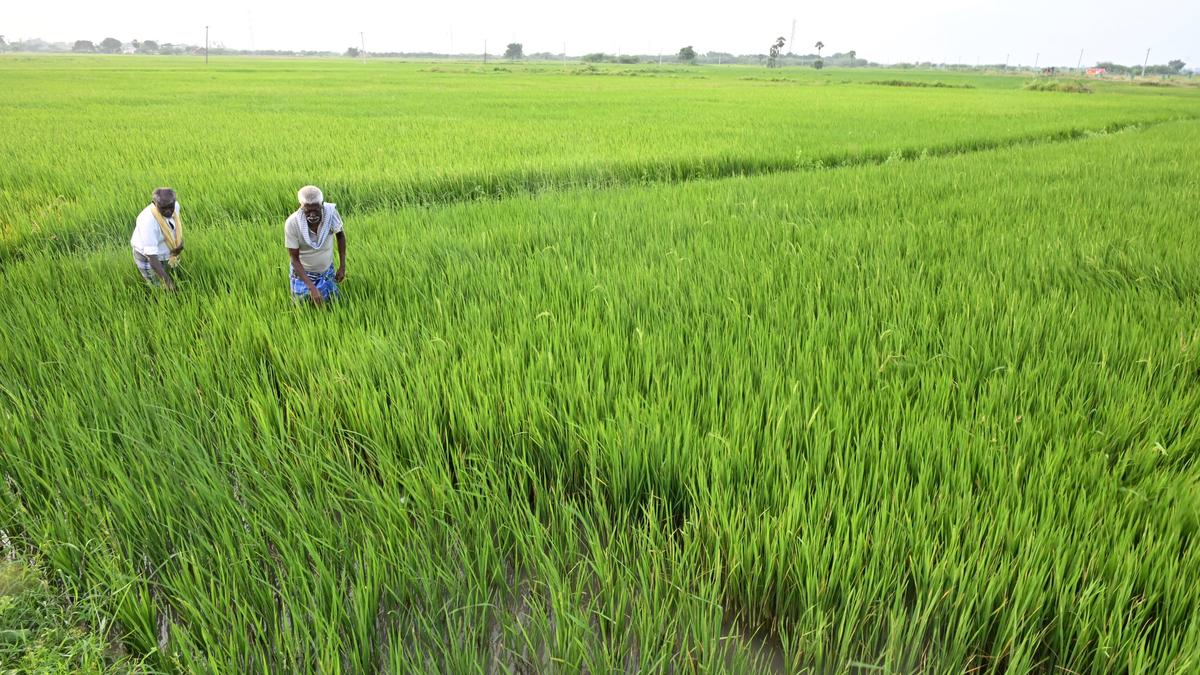 Scattered rainfall in days leading up to harvest leave farmers worrying in Ramanathapuram district