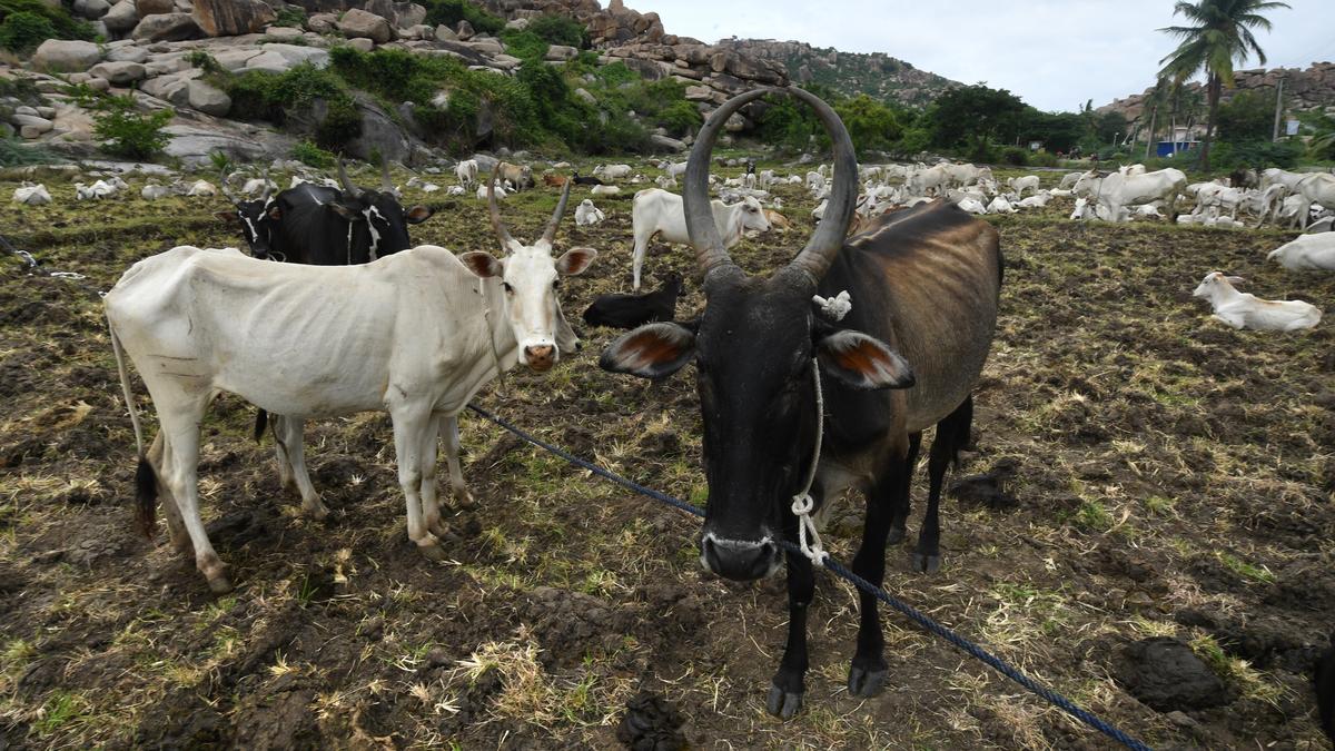 Cattle injured in crude bomb explosion sold illegally to slaughterhouses in Karnataka’s Chamarajanagar