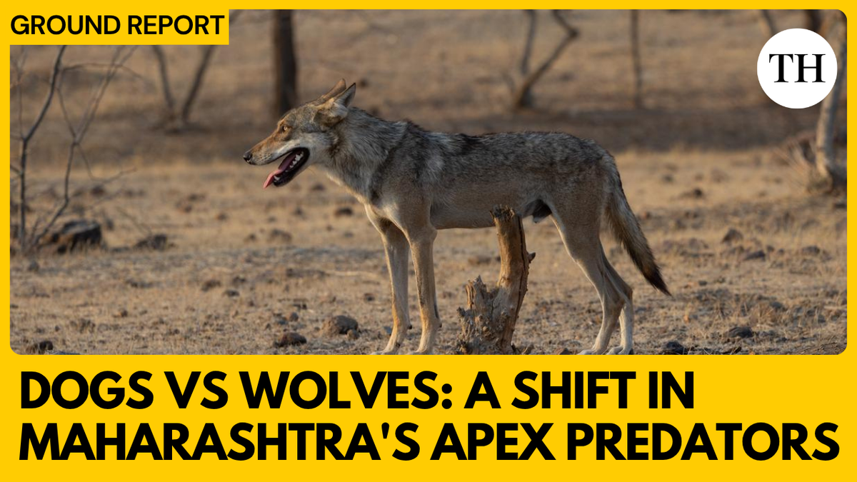 Watch: Dogs vs wolves | A Shift in Maharashtra’s Apex Predators