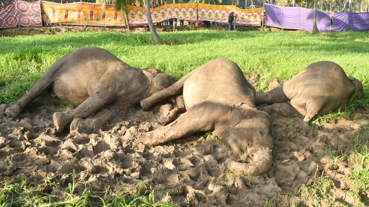 Three female elephants killed by illegal electric fence in Dharmapuri