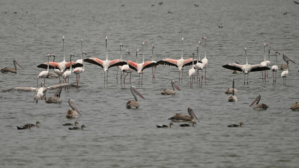 Drop in water levels drive over 300 greater flamingos to shift their winter home from Pulicat to Kolleru